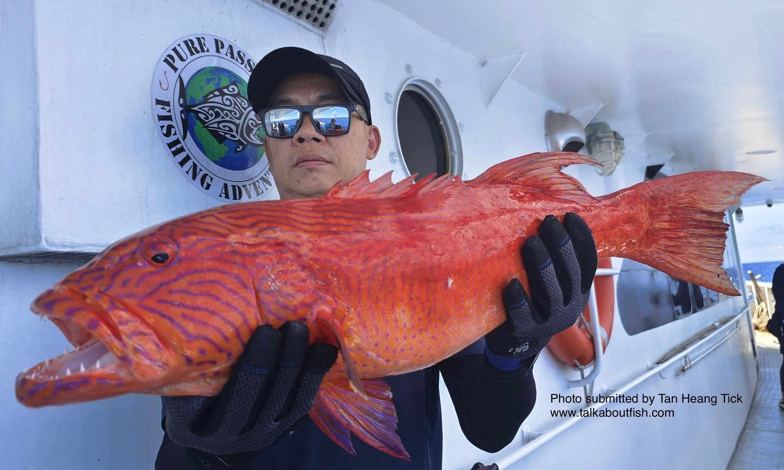 Highfin Coralgrouper (Plectropomus oligacanthus)