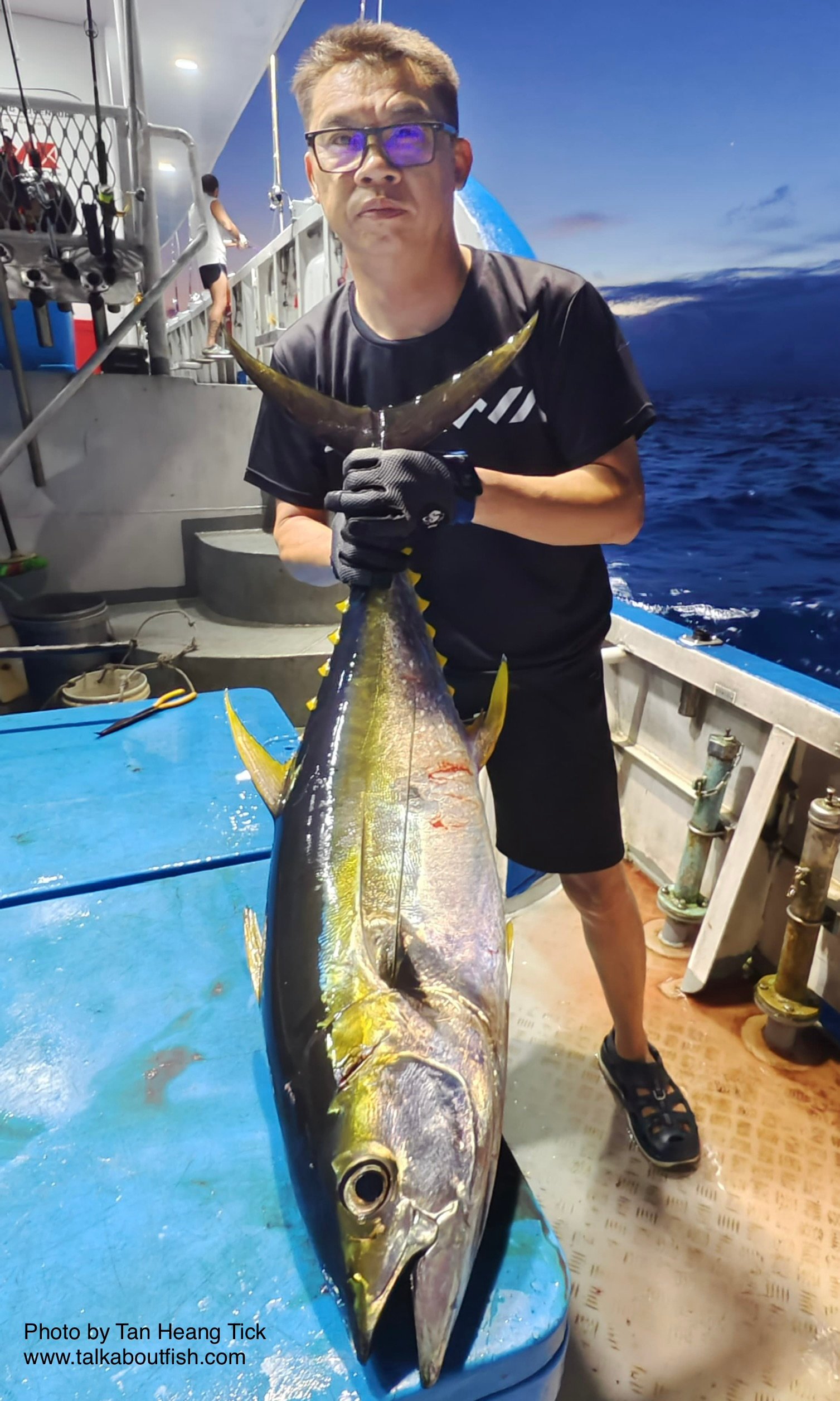Yellowfin Tuna (Thunnus albacares)