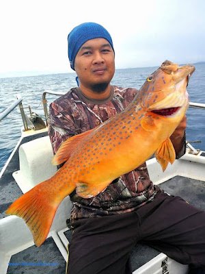 Barcheek Coral Trout