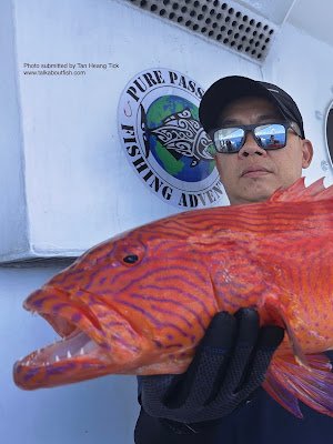 Highfin Coralgrouper