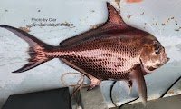 Brilliant Pomfret