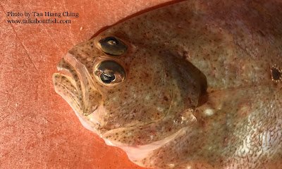 Deep Flounder head