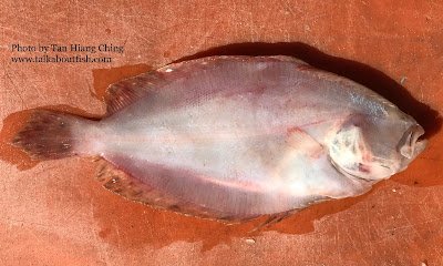 Deep Flounder blind side